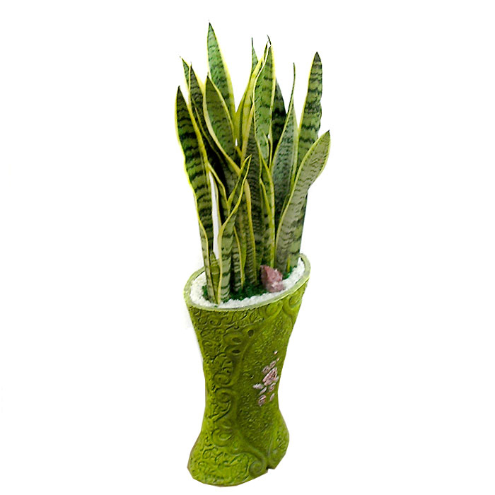 산세베리아 B형